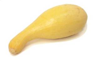 squash-yellowcrookneck